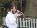 The Shofar Factory